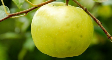 Jabloň nádherná - základní informace o odrůdě