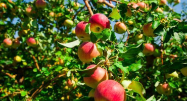 Apple florina - odrůdová charakteristika