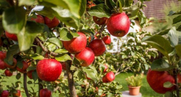 Apple-tree imant - informace o odrůdě