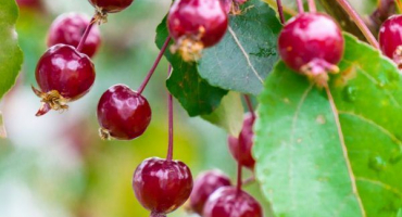 Čínská jabloň je jednou z nejneobvyklejších odrůd