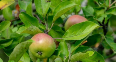 Jablečný koberec - vlastnosti odrůdy