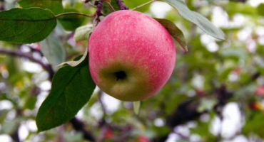 Krása jabloní sverdlovsk - pravidla pěstování