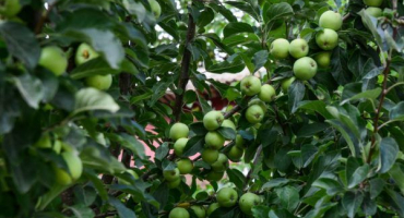 Ligol jabloní - vlastnosti pěstování