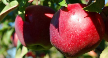 Apple macintosh - přehled odrůd