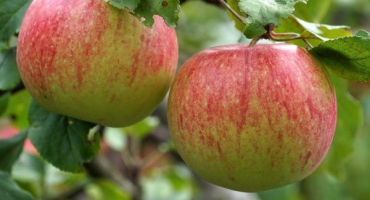 Jabloň mantet - charakteristika odrůdy