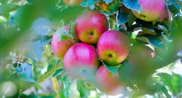 Jabloň marat busurin - informace o odrůdě