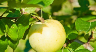 Jabloň lidová - vlastnosti pěstování