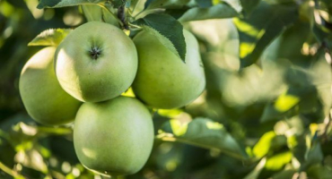 Jabloň orlovský synap - pravidla pěstování