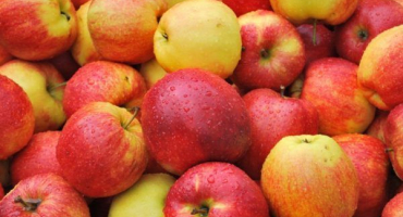 Jabloň pinova - vlastnosti pěstování