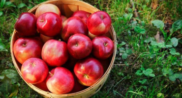 Apple tree red delicious - popis odrůdy