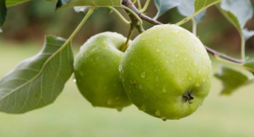 Jabloň ruská žena - hlavní charakteristiky odrůdy