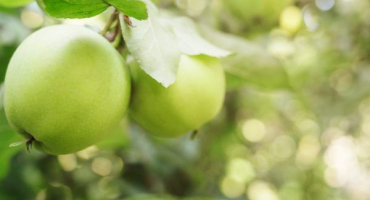 Jabloň slavyanka - odrůdové vlastnosti