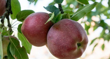 Jabloň solntsedar - pravidla výsadby a péče