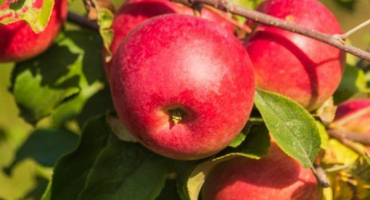 Apple tree welsey - kompletní informace o odrůdě