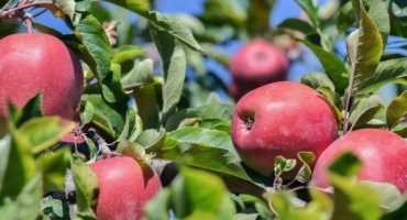 Uspenskoe jabloň - výsadba a péče