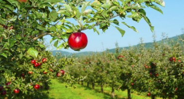 Apple tree hvězdička je skutečným nálezem pro zahradníky