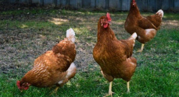 Vaječná kuřata vysoké linie: vzhled a podmínky jejich údržby