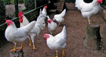 Vaječná plemena kuřat: seznam nejlepších