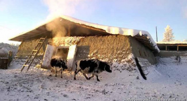 Jakutská kráva: popis a rysy chovu