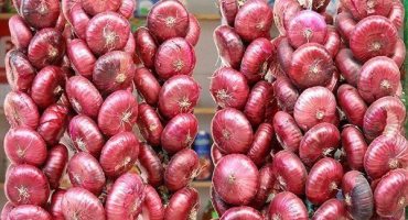 Jalta cibule - sladká odrůda cibule