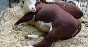 Slintavka a kulhavka u zvířat: popis viru