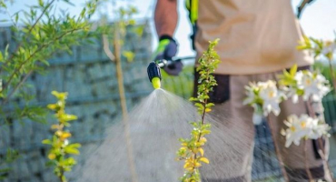 Em drogy a jejich historie, co to jsou a jejich použití v zahradnictví
