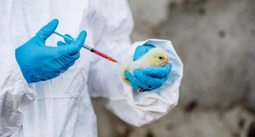 Enroflon pro kuřata