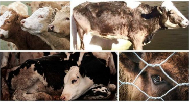 Epizootologie a příznaky leptospirózy u skotu, léčba a prevence