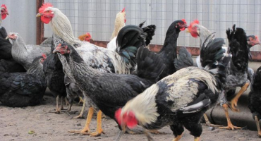 Yurlovsky hlučná kuřata