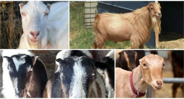 K jakému plemeni patří kozy bez uší, vlastnosti a obsah lamančů?