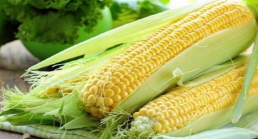 Do jaké čeledi a druhu patří kukuřice: zelenina, ovoce nebo obiloviny