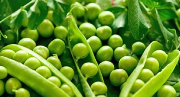 Do jaké čeledi patří hrách: zelenina, ovoce nebo luštěniny, popis rostliny