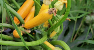 Odrůdy cukety zolotinka