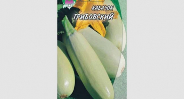 Dýně žampionová je středně raná odrůda s vynikajícími výnosy