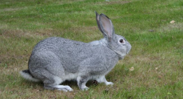 Jak rychle králíci rostou??