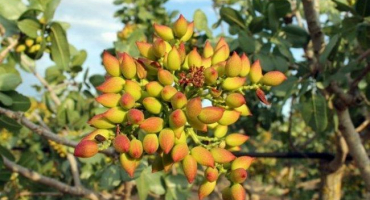 Jak a kde rostou pistácie, pěstování a péče o strom doma