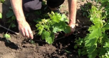 Jak nejlépe přesadit hrozny v létě, na jaře nebo na podzim na nové místo