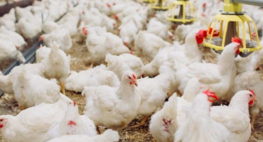 Jak brojlerové kuřata létají