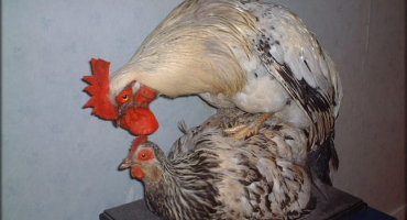 Jak se kuřata oplodňují a rozmnožují?