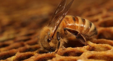 Jak včely tvoří plástve a k čemu slouží?