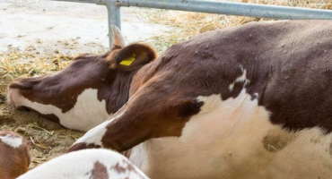 Jak se leukémie přenáší a jak je nebezpečná u krav?