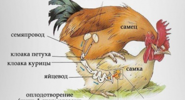 Jak kohouti oplodňují kuřata: složitost procesu