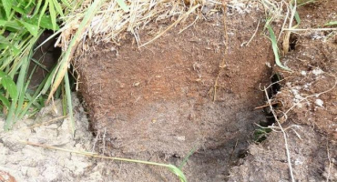 Jak rašelina vzniká a z čeho se skládá, druhy a použití