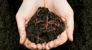 Jak k procesu tvorby humusu dochází, složení a ve kterých půdách je více