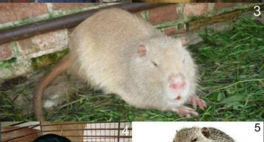 Jak vypadá domácí nutrie a kde zvíře žije, chová se a stav druhu