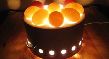 Jak vypadá oplozené slepičí vejce??