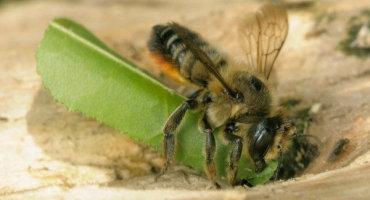 Jak vypadá listořezná včela a jak škodí zahradním rostlinám?
