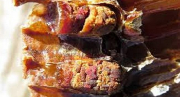 Jak vypadá včelí pyl v plástech, jak jej používat a pravidla skladování