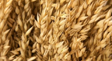 Jak vypadá rostlina ovsa, výsevek na hektar v kg a technologie pěstování