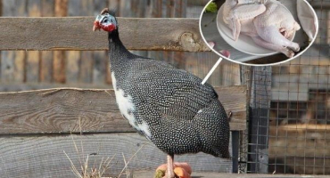 Jak vypadají perličky a vlastnosti ptáků, 6 plemen pro domácí chov